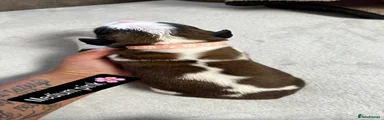Medium pink female