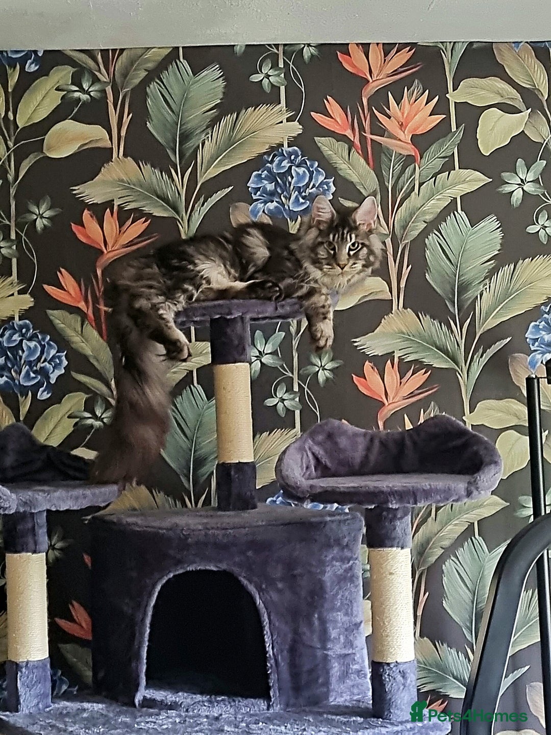 Maine Coon cats for sale: Maine coon kittens - Advert 9