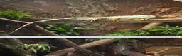 Iguana reptiles for sale: Male Axanthic Iguana  - Advert 10