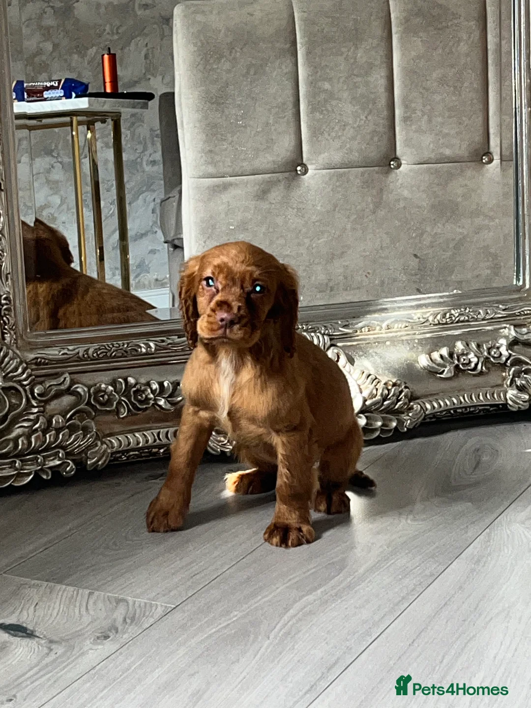 Cocker Spaniel dogs for sale: Cocker spaniel puppies  - Advert 4