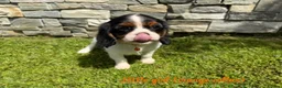 Cavalier King Charles Spaniel dogs for sale: Beautiful health tested cavalier King Charles  - Advert 15