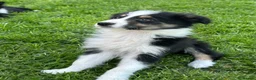 Border Collie dogs for sale: ISDS registered border collie puppies  - Advert 6