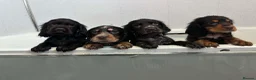 Cocker Spaniel dogs for sale: Beautiful cockerspaniel puppies - Advert 7