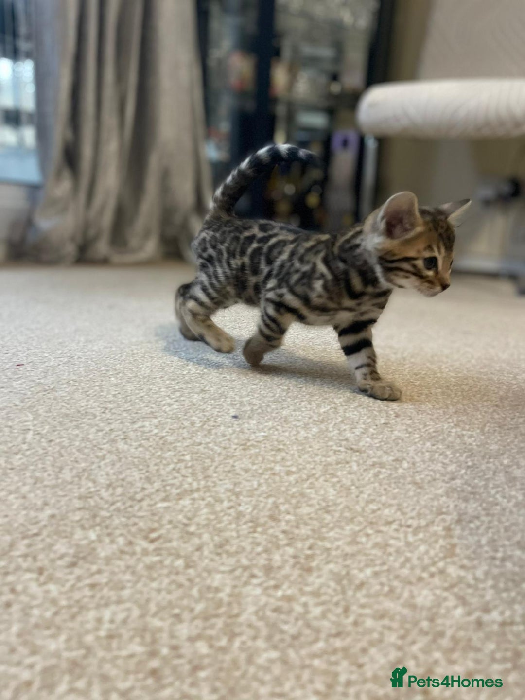 Bengal cats for sale: 5 Outstanding bengal kittens ready for a family  - Advert 19