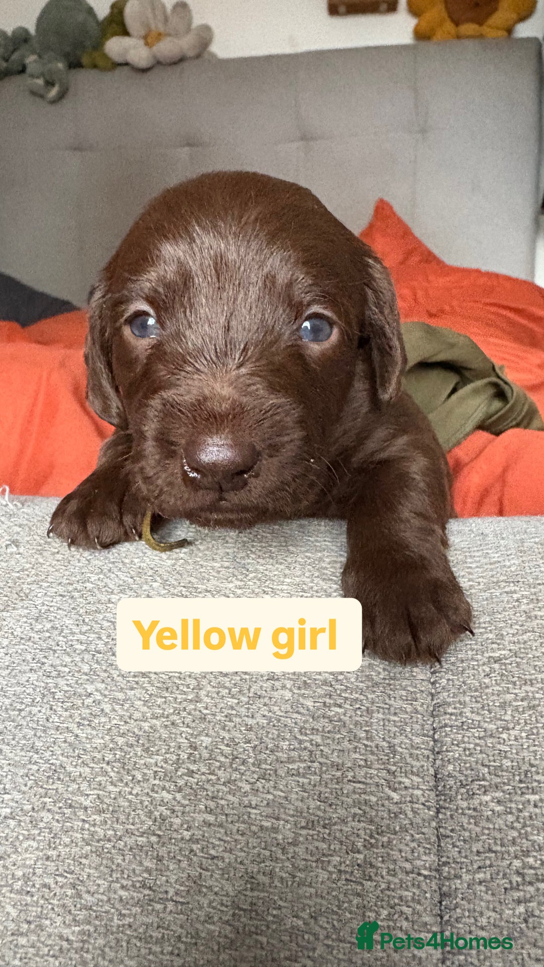 Labradoodle dogs for sale: mini labradoodle mix / LAST 2 GIRLS READY NOW! - Advert 15