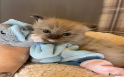 Ragdoll cats for sale: Pedigree Cherubim Ragdoll Kittens💫 - Image 16