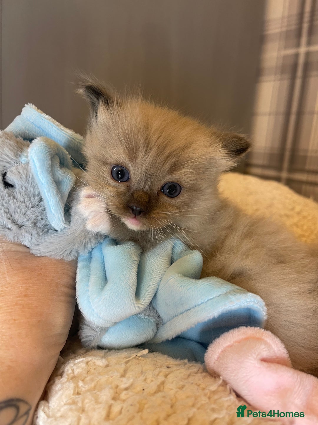 Ragdoll cats for sale: Pedigree Cherubim Ragdoll Kittens💫 - Image 16