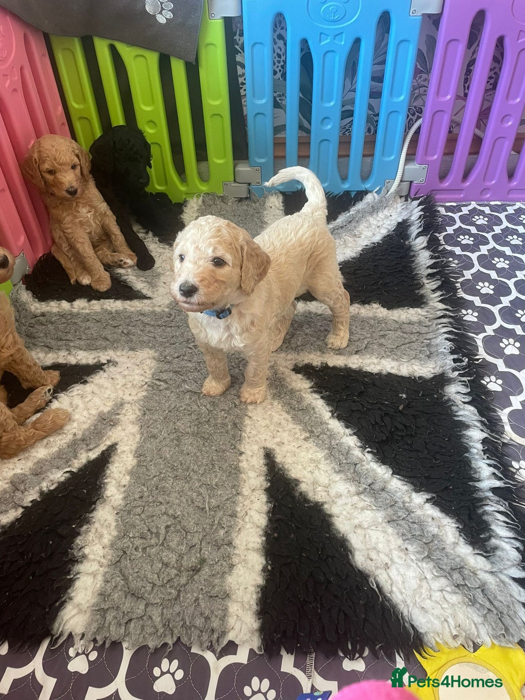 Standard Poodle dogs for sale: Beautiful standard poodle puppies - Advert 27