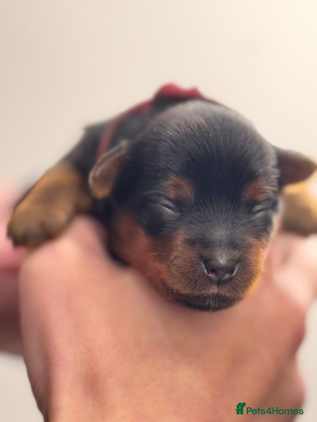 Yorkshire Terrier dogs for sale: Yorkshire Terrier Boys~Harry, Ron, Fred & George  - Advert 5