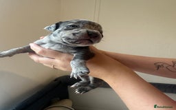 Mixed Breed dogs for sale: American bull staff puppies  - Image 20