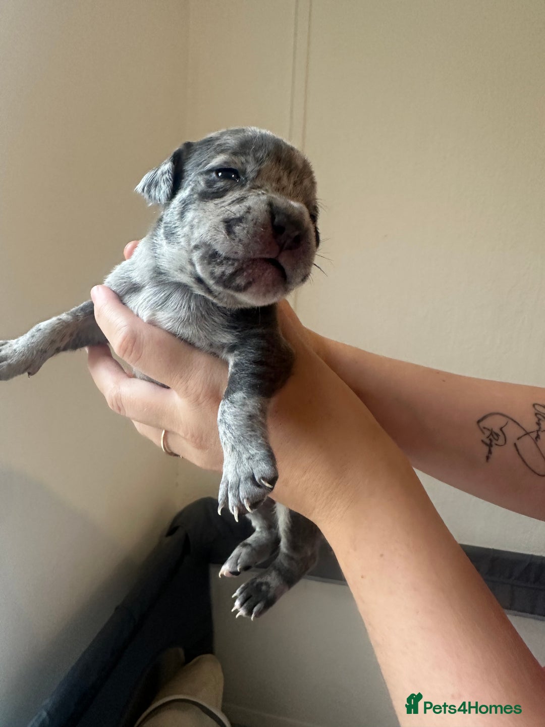 Mixed Breed dogs for sale: American bull staff puppies  - Image 20