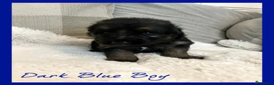 German Shepherd Puppy 1