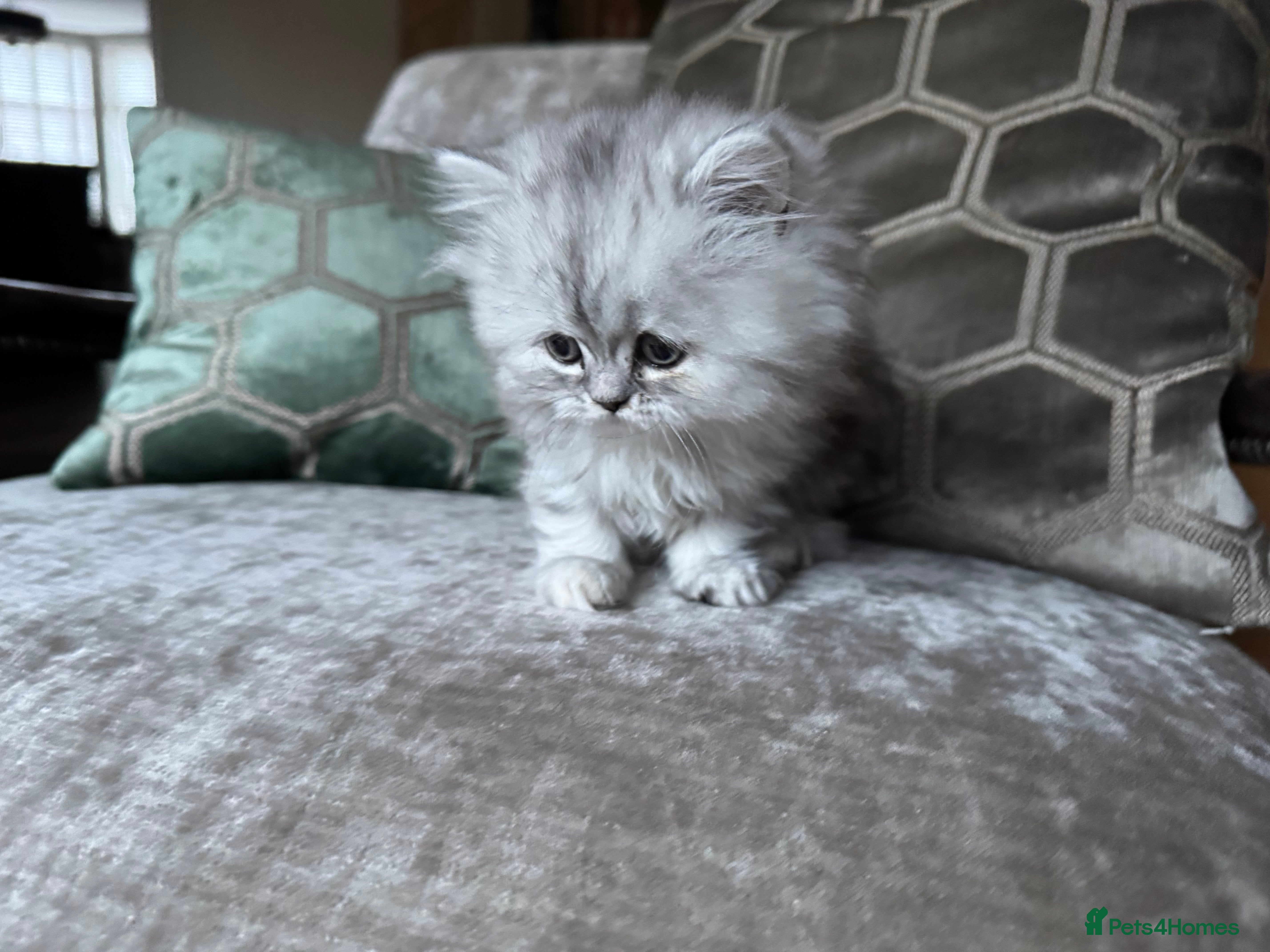 Persian cats Beautiful gentle chinchilla Persian girl, 9 weeks  - Advert 6
