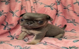 Pug dogs for sale: Quality PUG puppies. Fawn.Black and Blue/Tan - Image 10