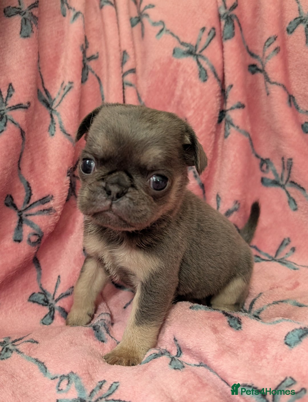 Pug dogs for sale: Quality PUG puppies. Fawn.Black and Blue/Tan - Image 10