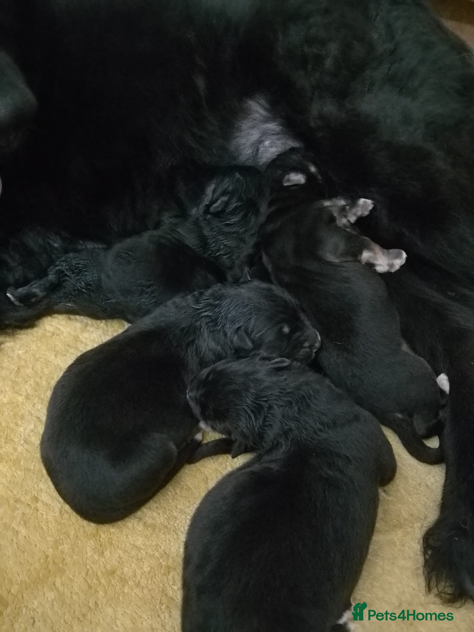 German Shepherd dogs Striaght back Long coat German Sheherd pups - Advert 1