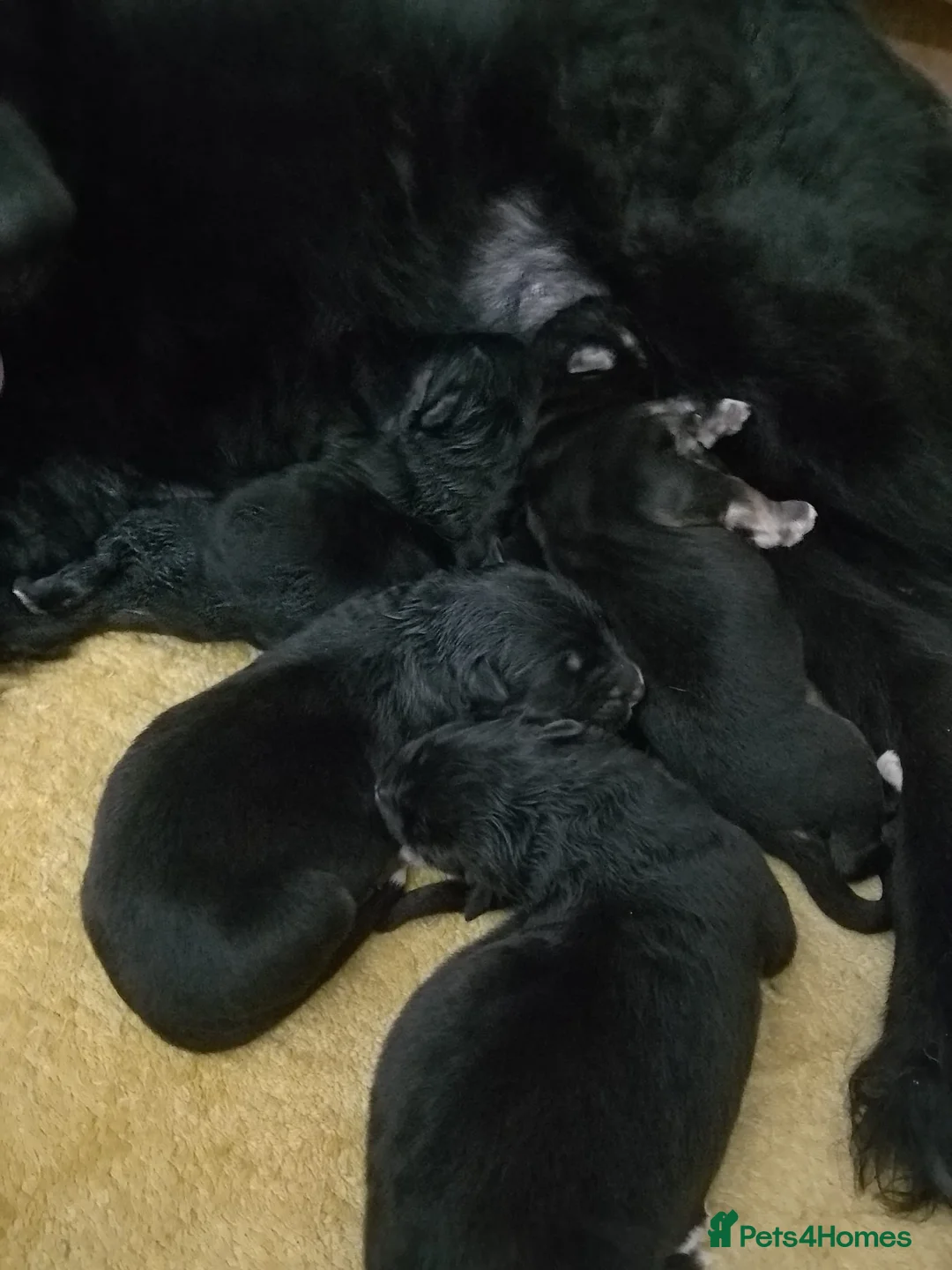 German Shepherd dogs for sale: Straight back Long coat German Shepherd pups - Advert 7