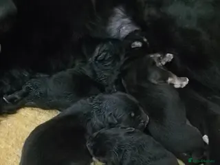 German Shepherd dogs Striaght back Long coat German Sheherd pups - Advert 1