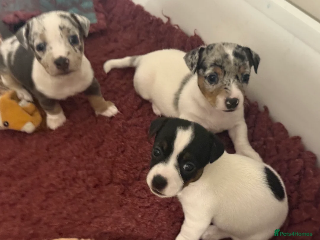 Jack Russell dogs for sale: Miniature Jack Russell Puppies  - Advert 10