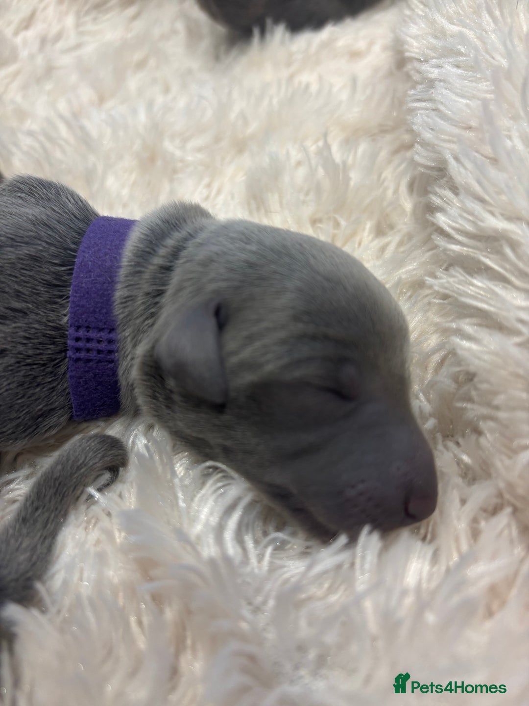 Whippet dogs for sale: Full blue pedigree KC reg whippet puppies - Advert 6