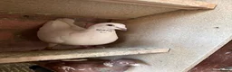 Pigeons birds for sale: Quality 2025 Racing Pigeon Pairs Available - Advert 6