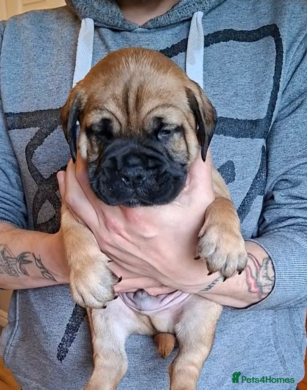 Bullmastiff dogs for sale: Exceptional litter of bullmastiffs  - Advert 6