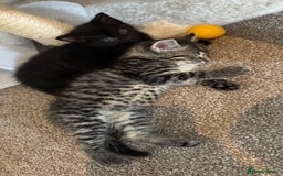 Mixed Breed cats for sale: 4 kittens for sale - Image 5