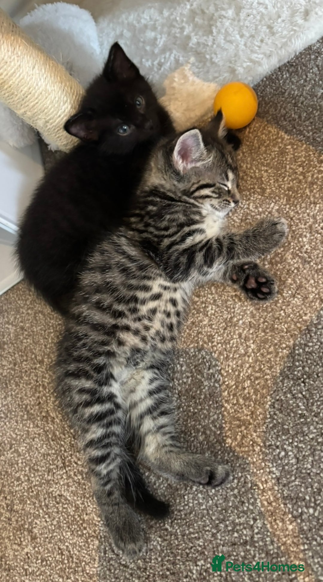 Mixed Breed cats for sale: 4 kittens for sale - Image 5