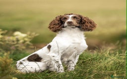 English Springer Spaniel dogs for sale: KC registered Springer spaniels puppies  - Image 18