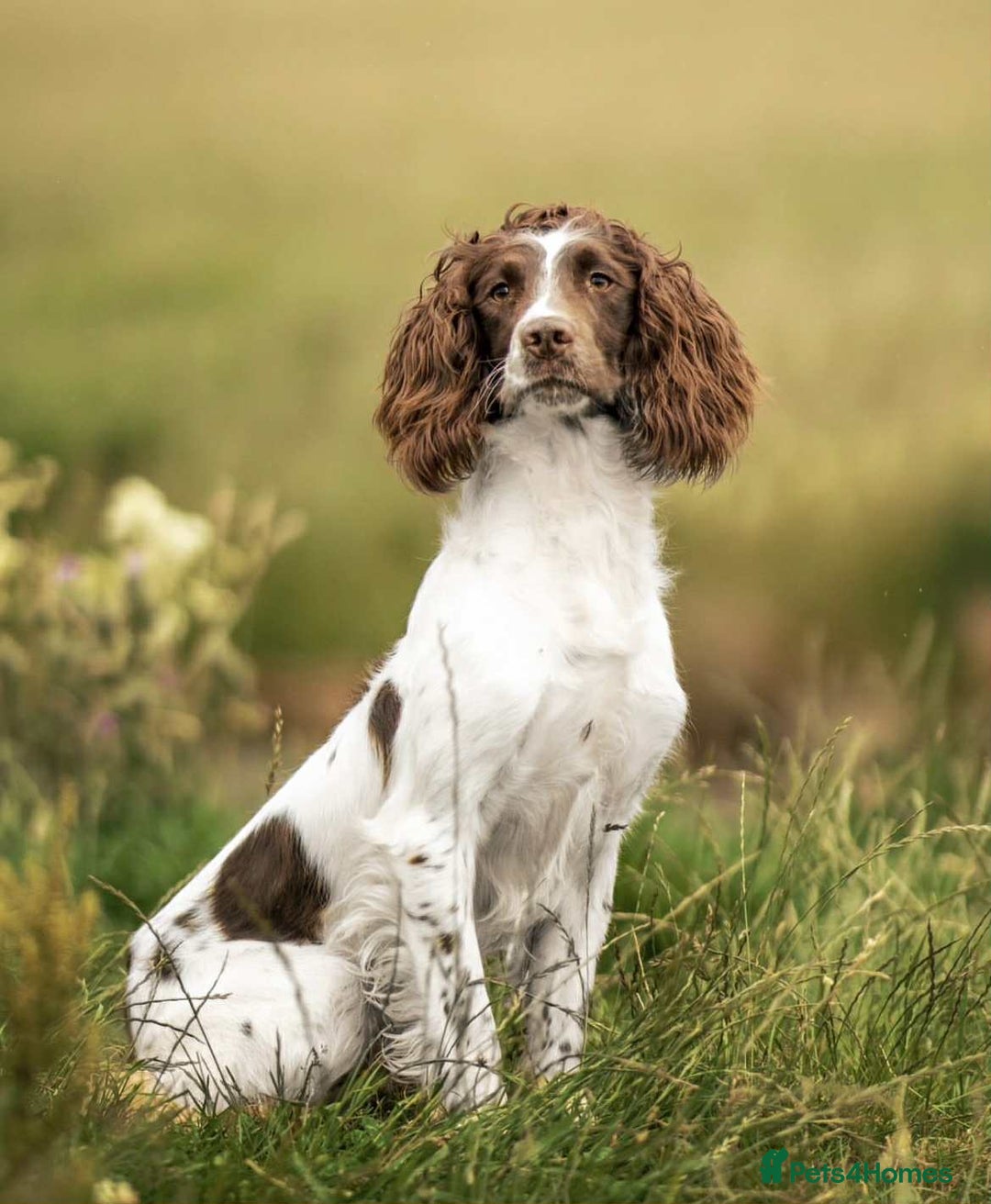 English Springer Spaniel dogs for sale: KC registered Springer spaniels puppies  - Image 18