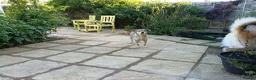 Mixed Breed dogs for adoption: Dawn for adoption in Bedford - Advert 2