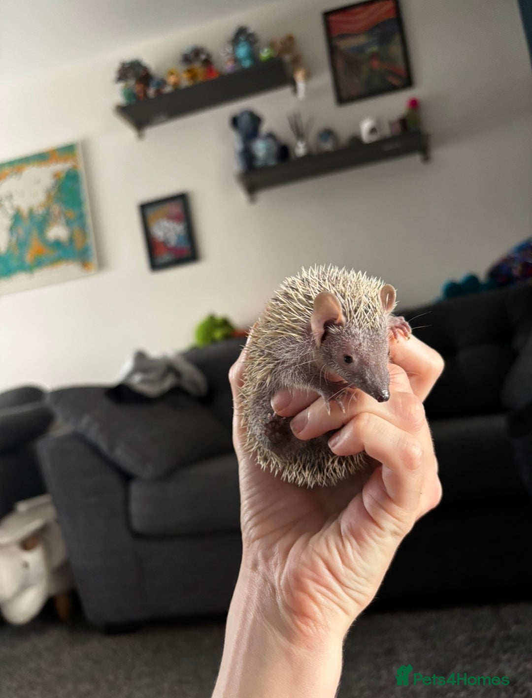 Mixed Breed rodents for sale: Lesser hedgehog tenrec - Advert 1