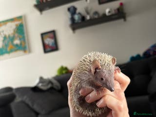 Mixed Breed rodents Lesser hedgehog tenrec - Advert 1