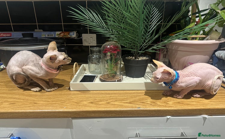 Sphynx cats - Advert 2