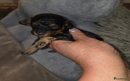 Toy Poodle dogs for sale: Beautiful Toy Poodle puppies - Image 14