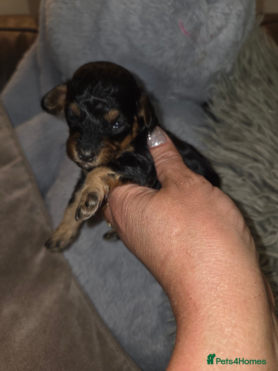 Toy Poodle dogs for sale: Beautiful Toy Poodle puppies - Image 14
