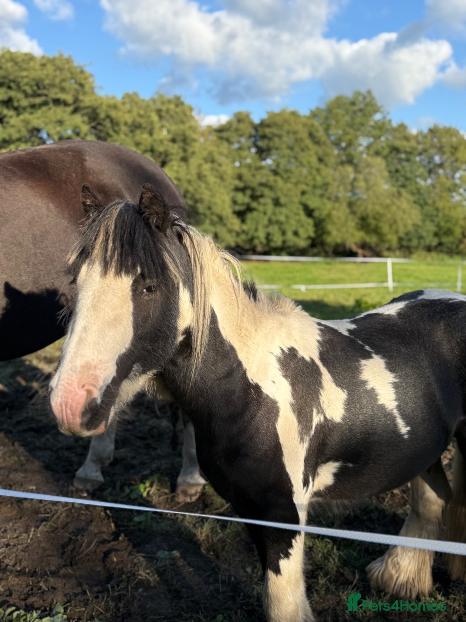 Irish Cob horses Cob Gelding  - Advert 1