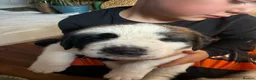 Saint Bernard dogs for sale: Exceptional St Bernard Puppies - Advert 33