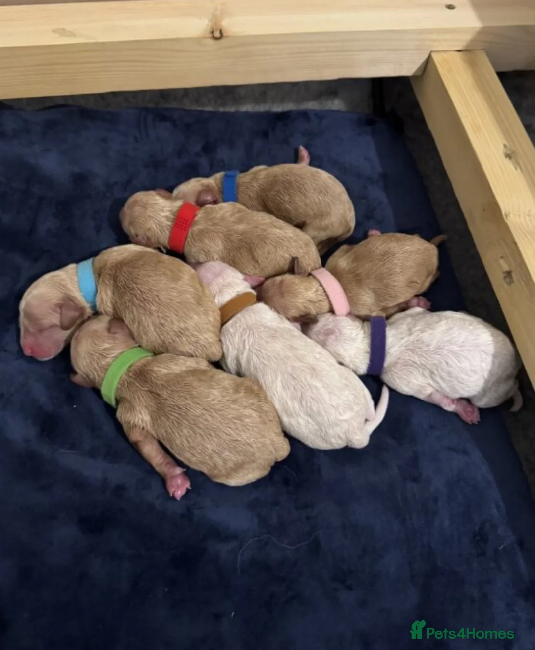 Mixed Breed dogs for sale: Goldendoodle x Cockapoo Puppies (Double Doodles) - Advert 2