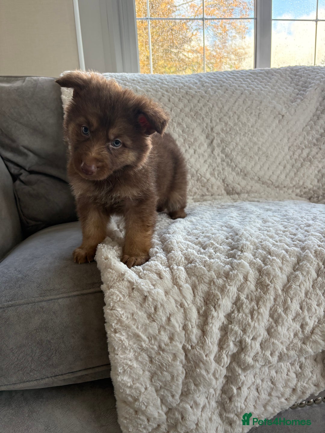 German Shepherd dogs for sale: Working KC GSD German shepherd puppies  - Advert 33