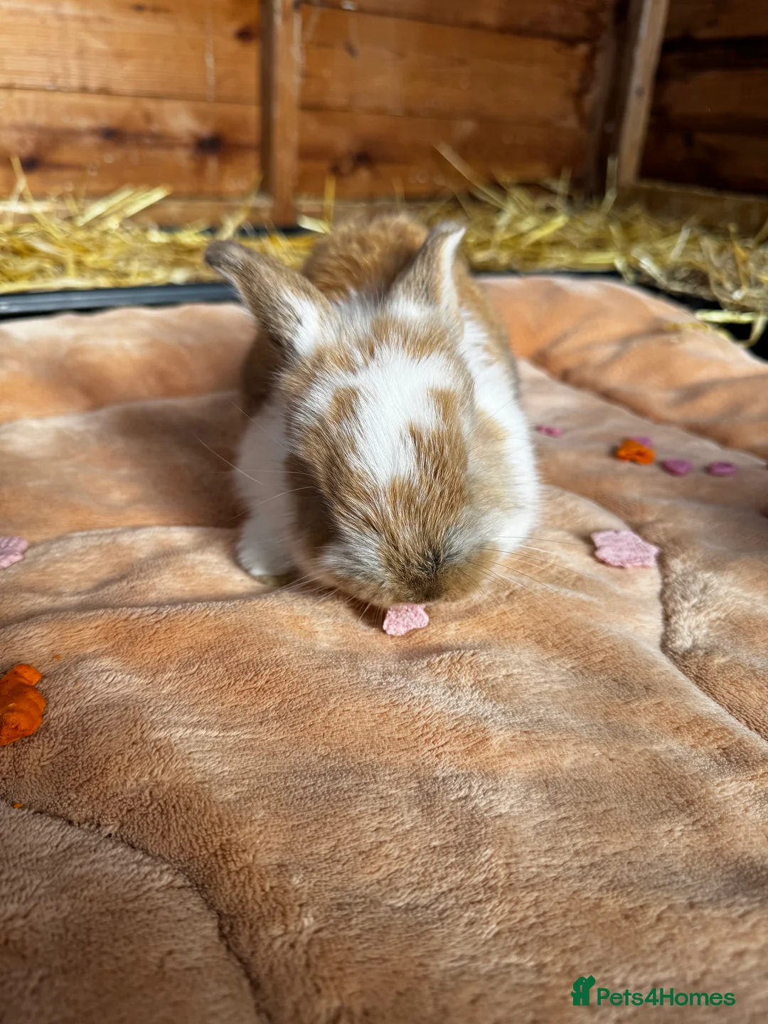 French Lop rabbits for sale: 🩷Pure bred French lop kits🩵 - Advert 13