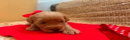 Labradoodle dogs for sale: Beautiful Labradoodle Puppies — 2 Boys, 2 Girls in Bury Saint Edmunds - Advert 5