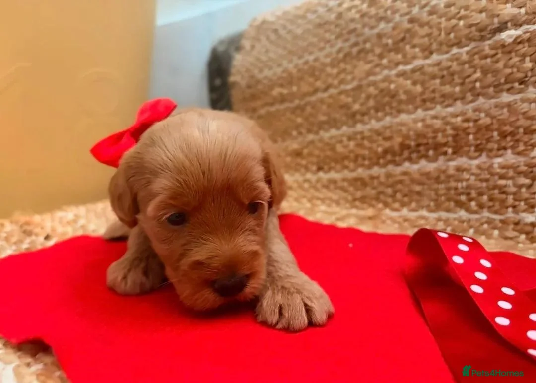 Labradoodle dogs for sale: Beautiful Labradoodle Puppies — 2 Boys, 2 Girls in Bury Saint Edmunds - Advert 5
