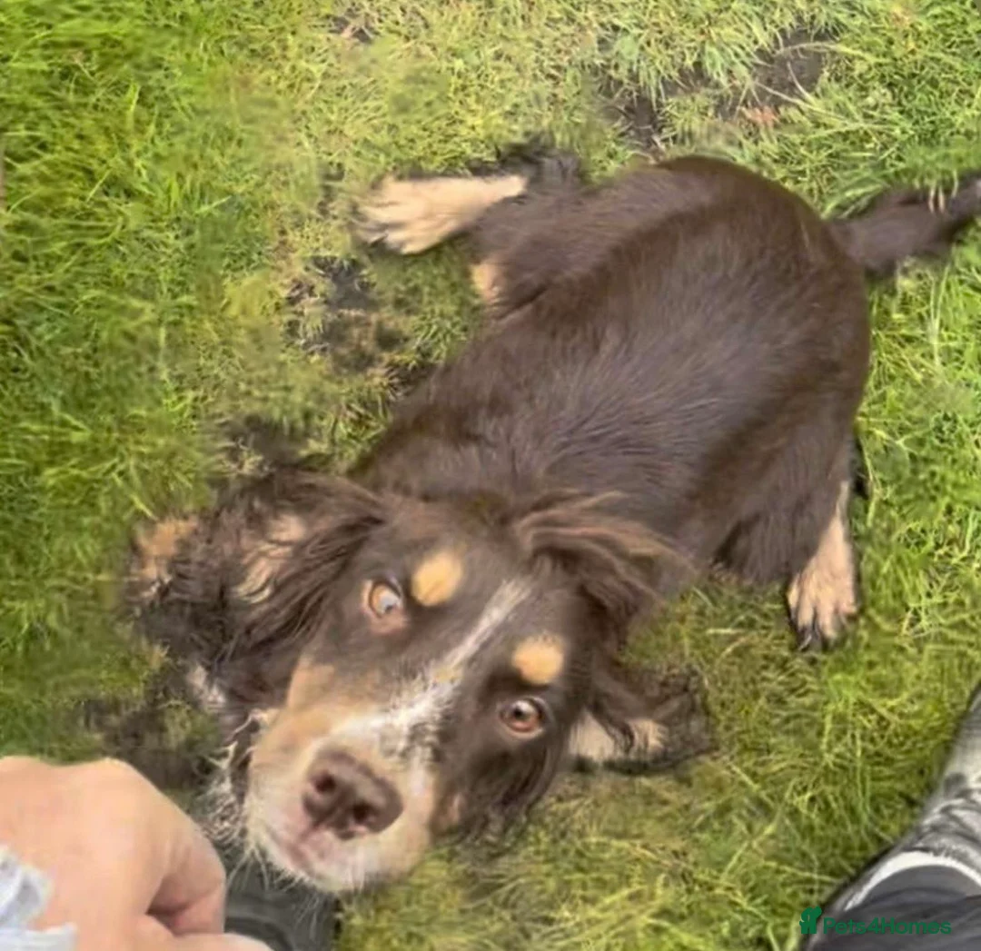 Cocker Spaniel dogs for sale: Health Tested Black/Tan Working Cocker Bitch Pup - Advert 3