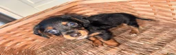 Miniature Dachshund dogs for sale: Wired dachund puppies  - Advert 3