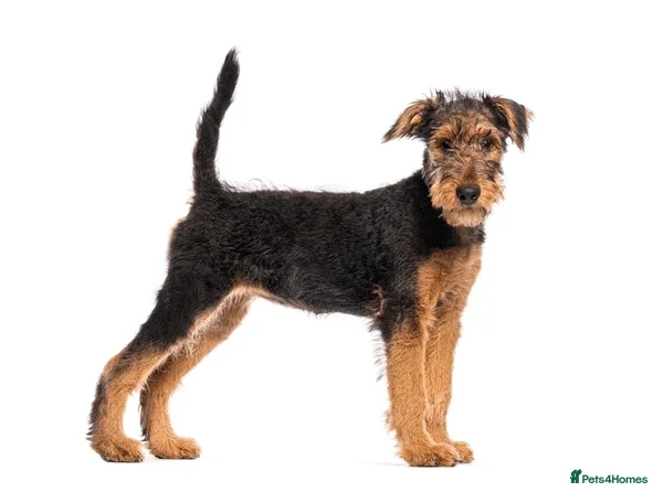 Airedale Terrier dogs test advert - Advert 1