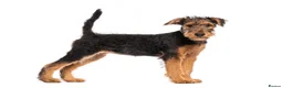 Airedale Terrier dogs for sale: test advert - Advert 2