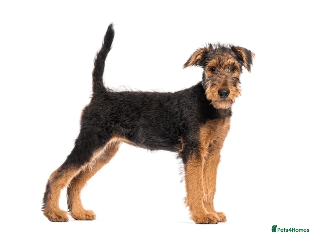 Airedale Terrier dogs for sale: test advert - Advert 2