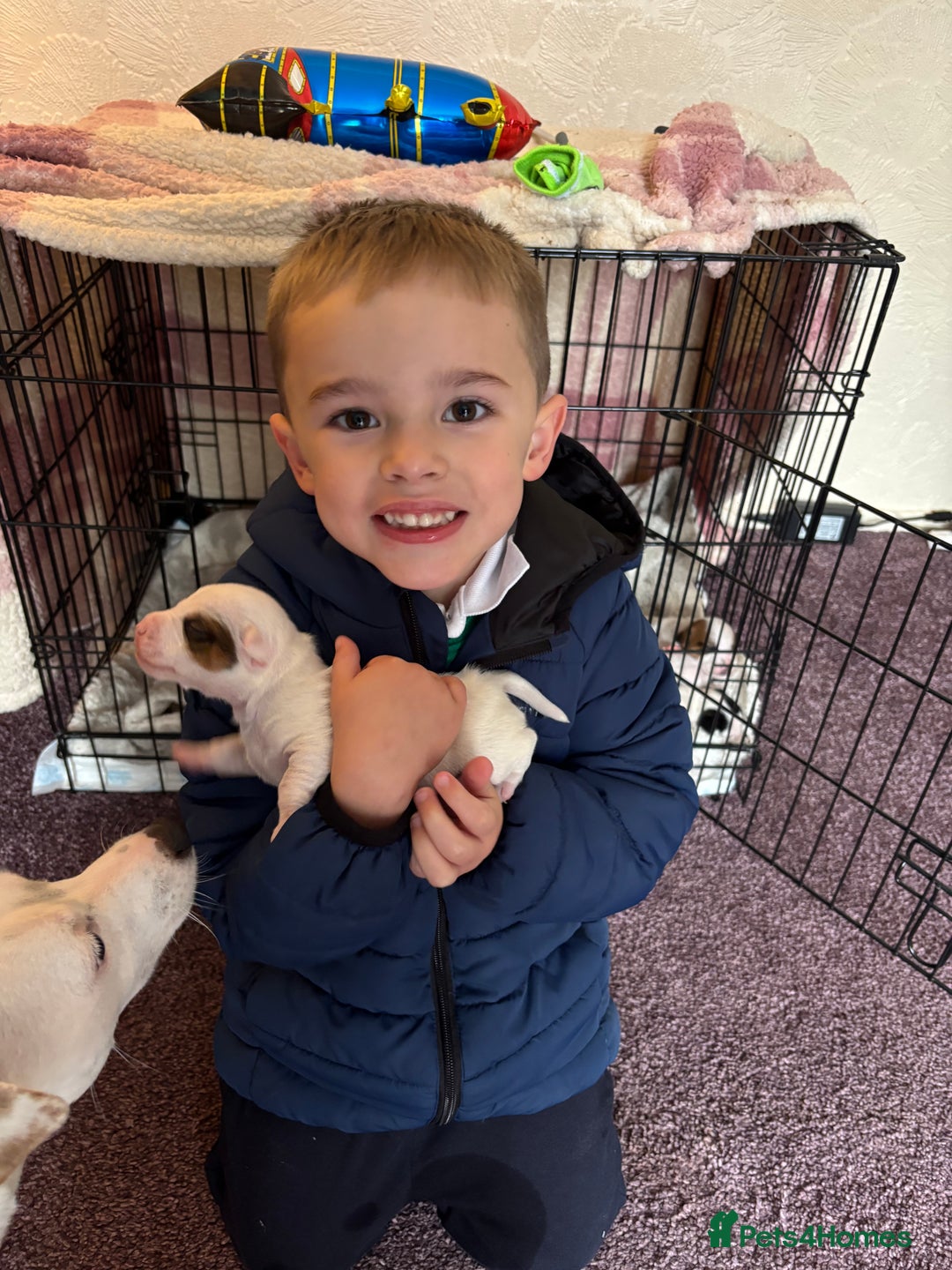 Jack Russell dogs for sale: Beautiful, big and healthy jack Russell pups - Image 19