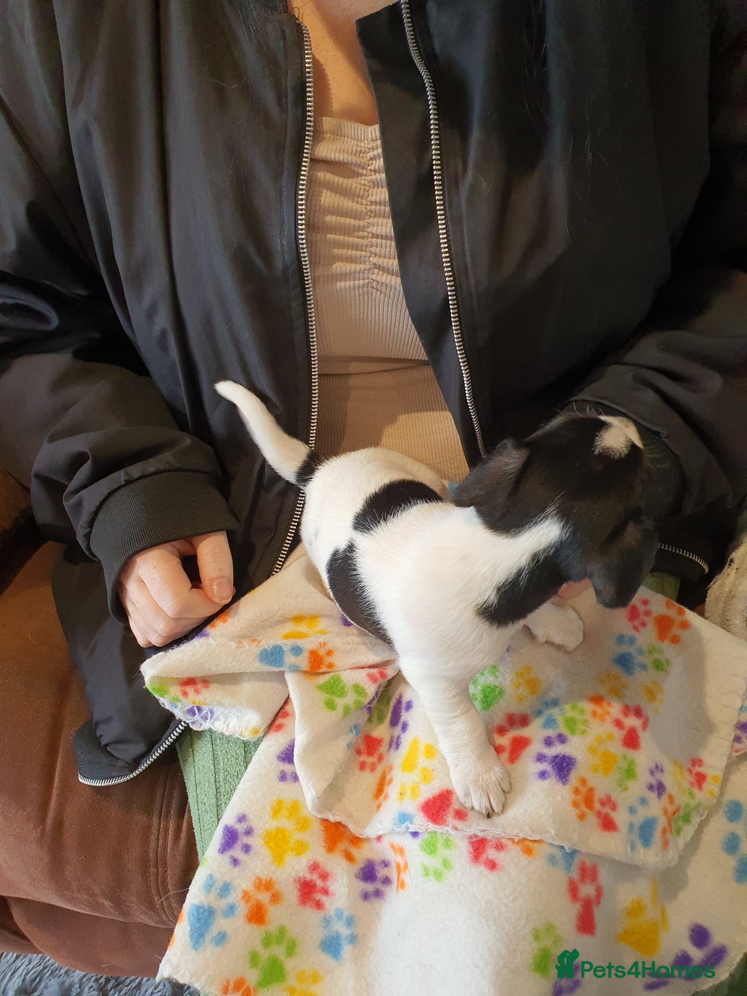 Jack Russell dogs for sale: Stunning Jack Russell Puppies  - Image 19